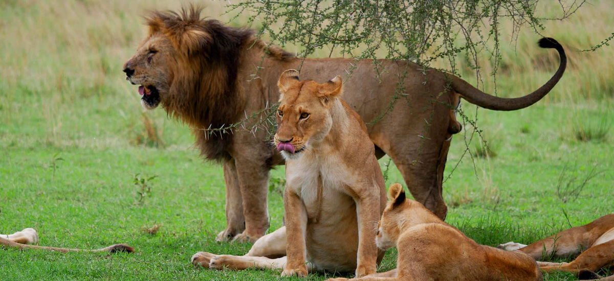 10 Days Tanzania Wildlife & Cultural Explorer