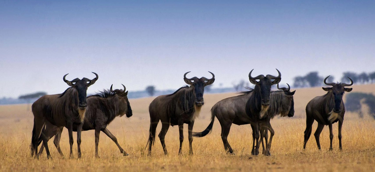 10 Days  Tanzania Great WildBeest Migration  Crossing Package