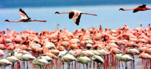 4days-tanzania-affordable-safari