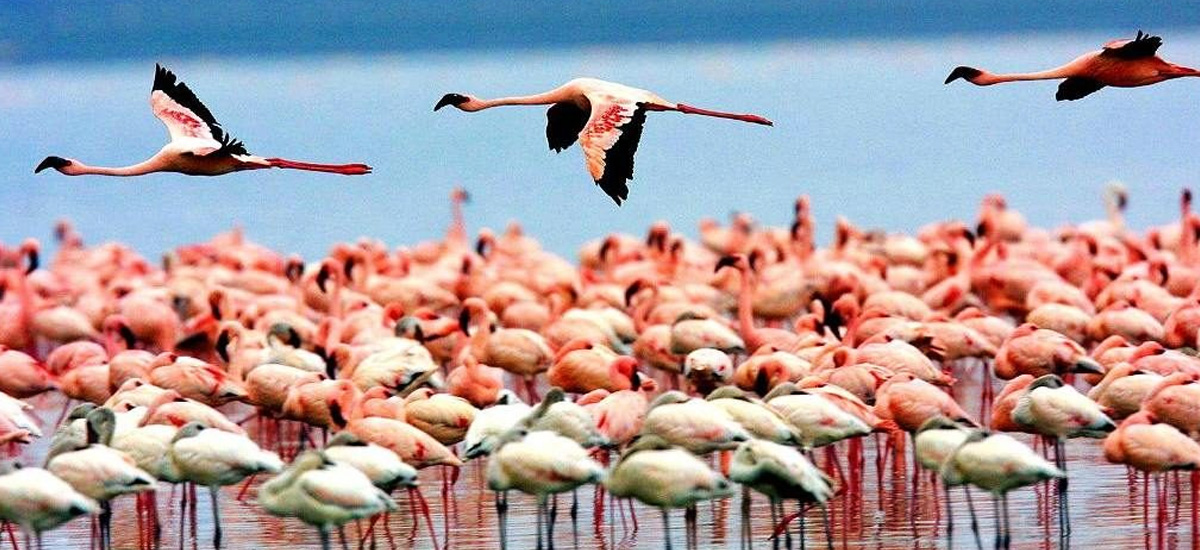 4days-tanzania-affordable-safari