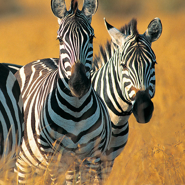 6 Day Tanzania Wildlife Encounters