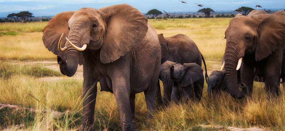 7 Days Kenya Wildlife Safari