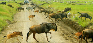 9 Days Calving Season Migration