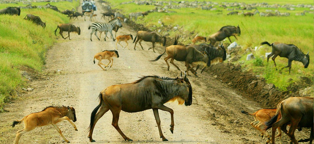 9 Days Calving Season Migration