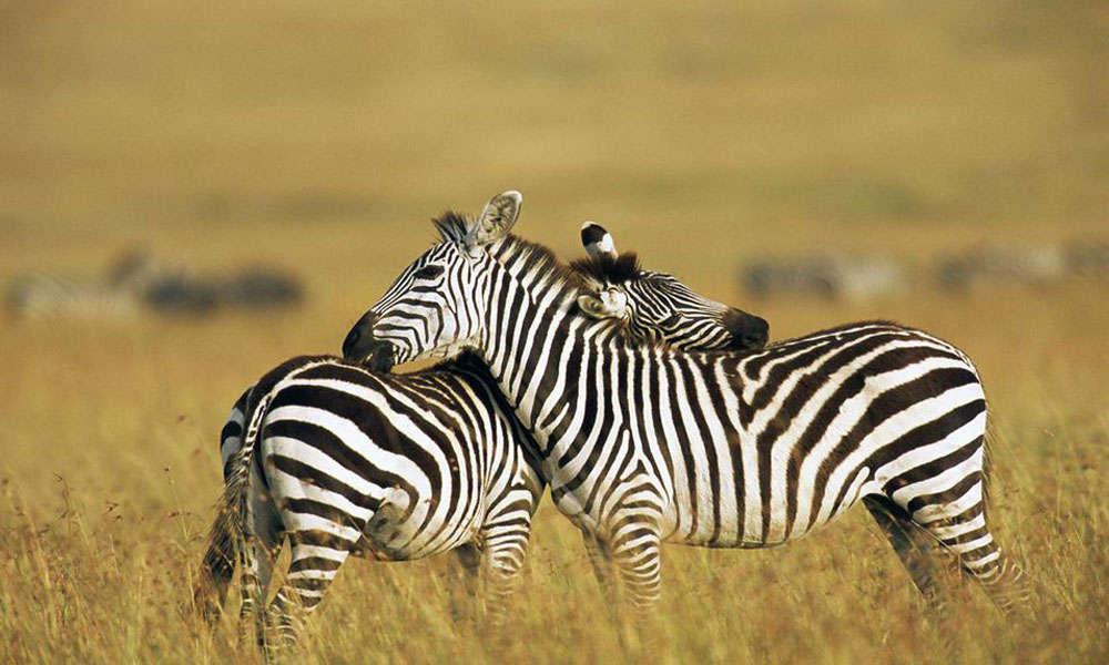 Kenya Safari Destinations