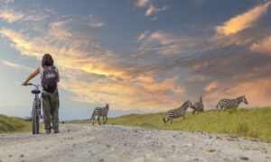 About Kenya Safaris