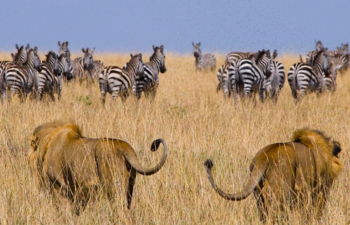 6 Days Kenya Wildlife Encounters