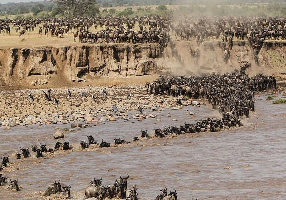 3. Witness the Great Migration in Kenya: When and Where