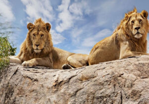 7 – Day Tanzania Safari Itinerary for Wildlife Lovers