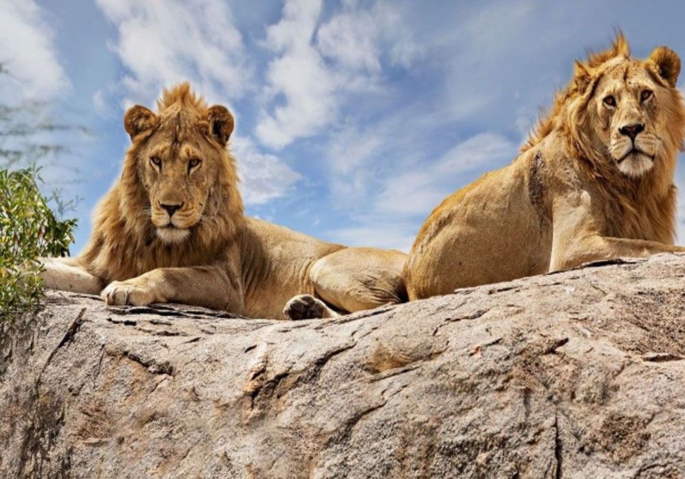7 – Day Tanzania Safari Itinerary for Wildlife Lovers