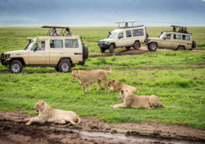 A First-Timer’s Guide to Tanzania Safari Adventures