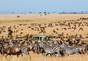A Month-by-Month Guide to Safari Seasons in Tanzania