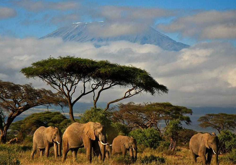 Best National Parks and Reserves to Visit in Kenya