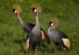 Best Places for Bird Watching in Tanzania’s National Parks