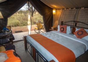 Budget vs Luxury Safari in Tanzania: Which One Is Right for You?