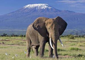 Exploring Amboseli The Best Views of Mount Kilimanjaro