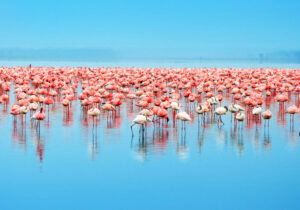 Lake Nakuru Safari Where Flamingos and Rhinos Roam