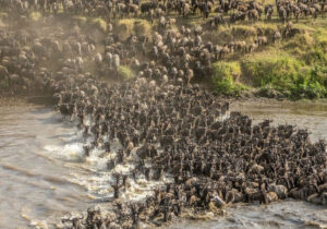 2. Masai Mara vs Serengeti: Which Safari Is Right for You?
