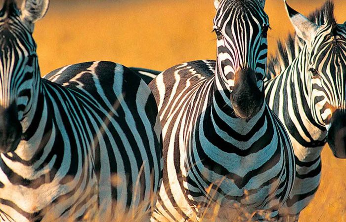 Mikumi national Park