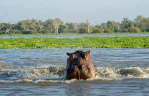 Nyerere National Park
