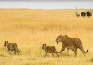 Tarangire National Park: Tanzania’s Hidden Safari Gem