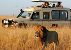 Travel Tips for First-Time Safari Travelers in Kenya