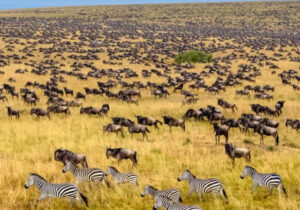 What to Expect on a Safari in the Masai Mara