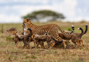 Why the Serengeti Should Be on Every Safari Bucket List