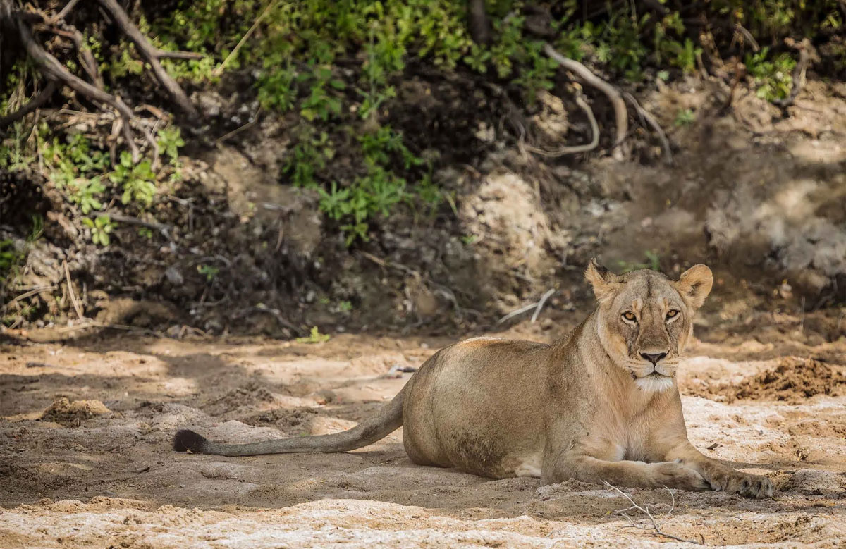 10-Day-Highlights-of-Tanzania’s-Southern-Circuit-Safari