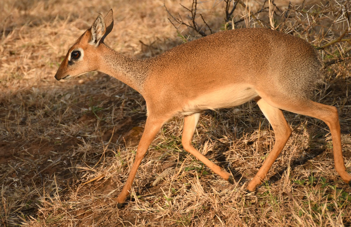 3-Day Mikumi Safari Adventure