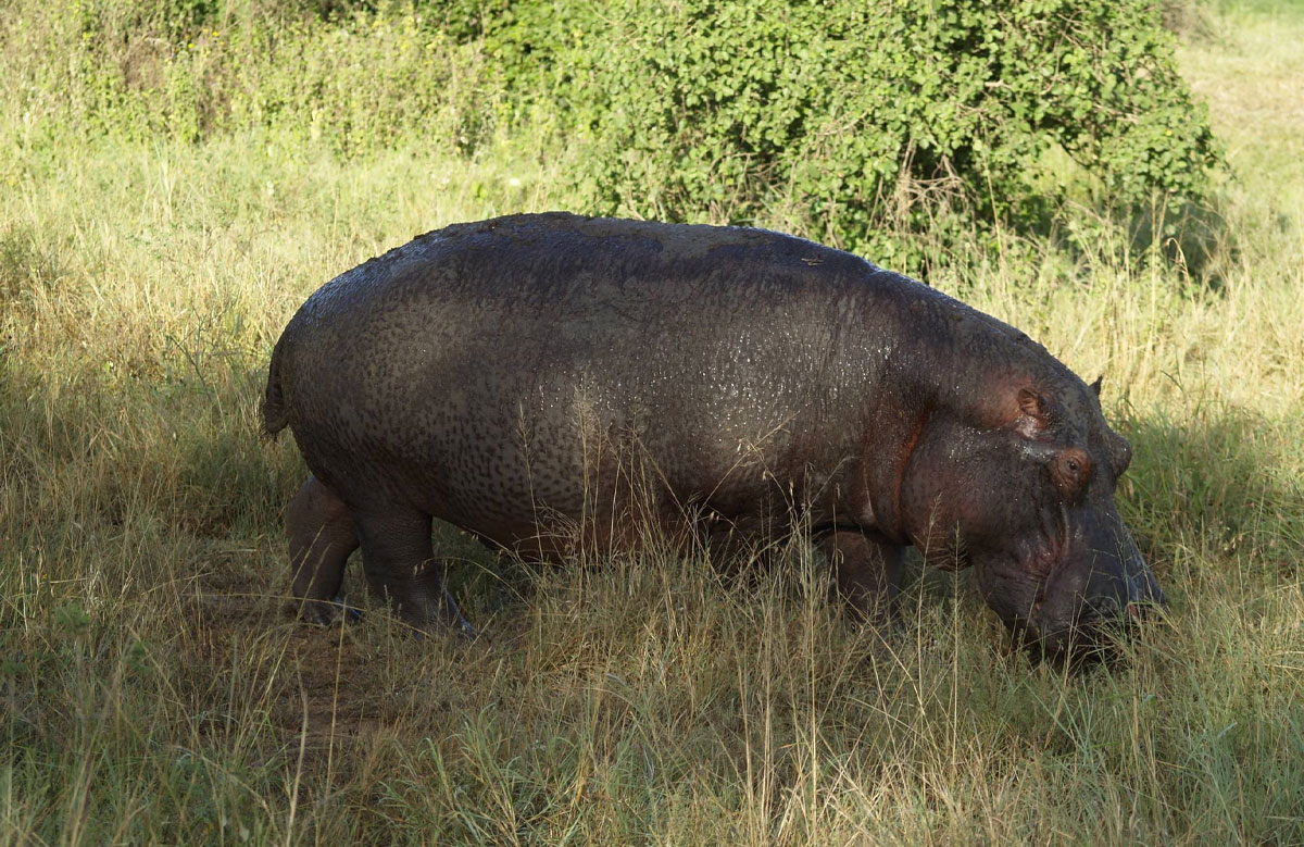 4-Day Saadani National Park Safari