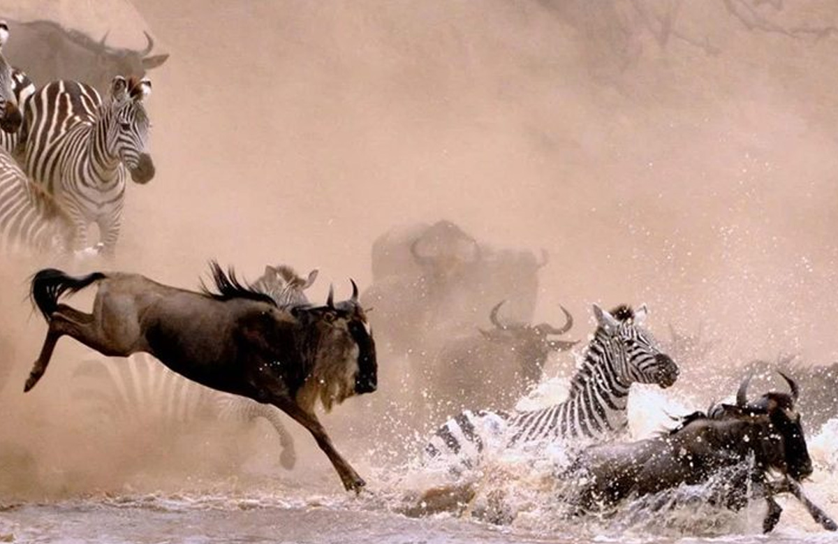 6 Days Kenya Wildlife Encounters