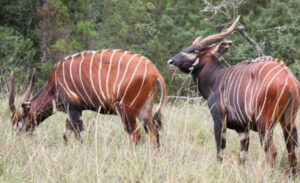 Aberdare National Park