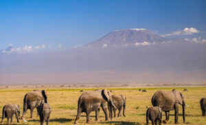 Amboseli National Park
