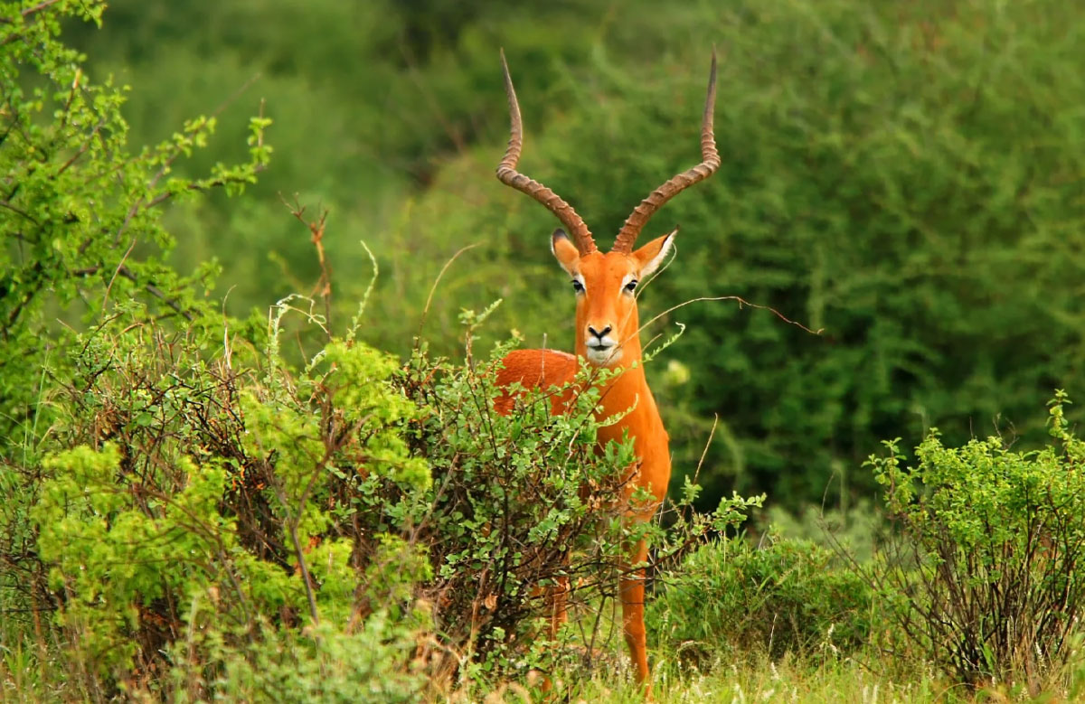 Arabuko-Sokoke-National-Park