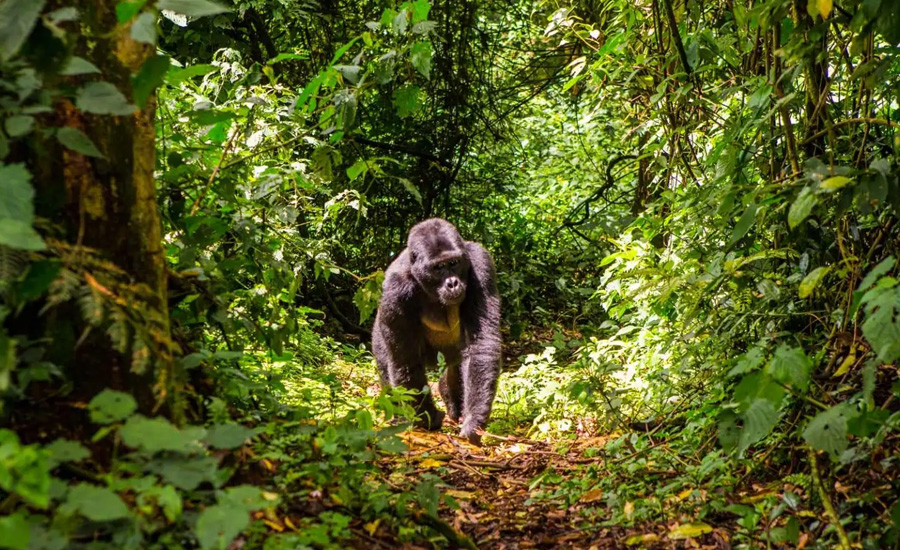 Arabuko Sokoke National Park