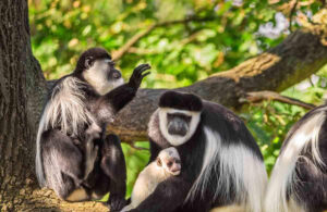 Arusha National Park Day Trip