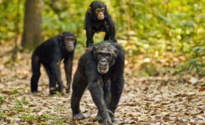 Gombe Stream National Park