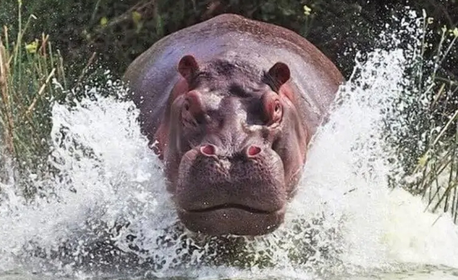 Katavi National Park