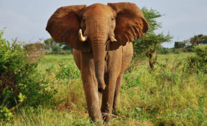 Kora National Park