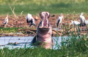 Lake Manyara Day Trip