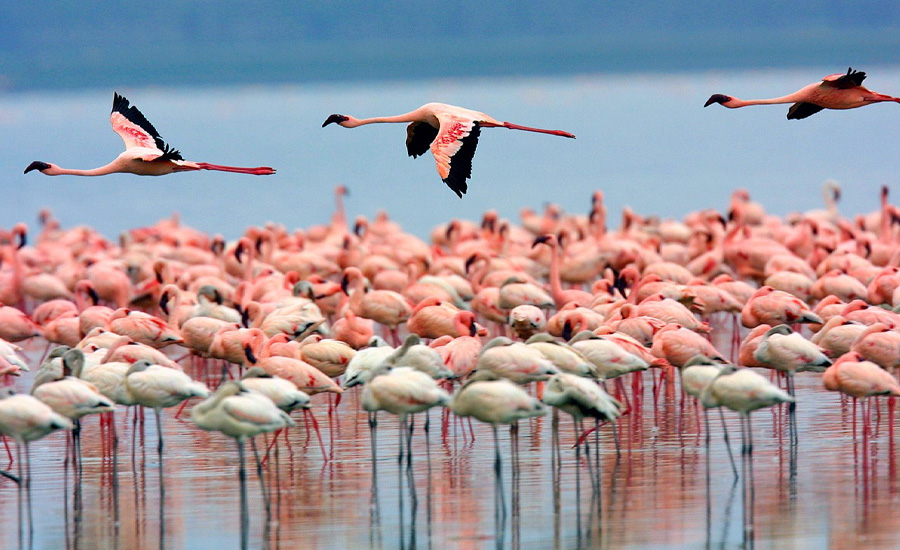 Lake Nakuru National Park