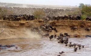 Masai Mara National Reserve
