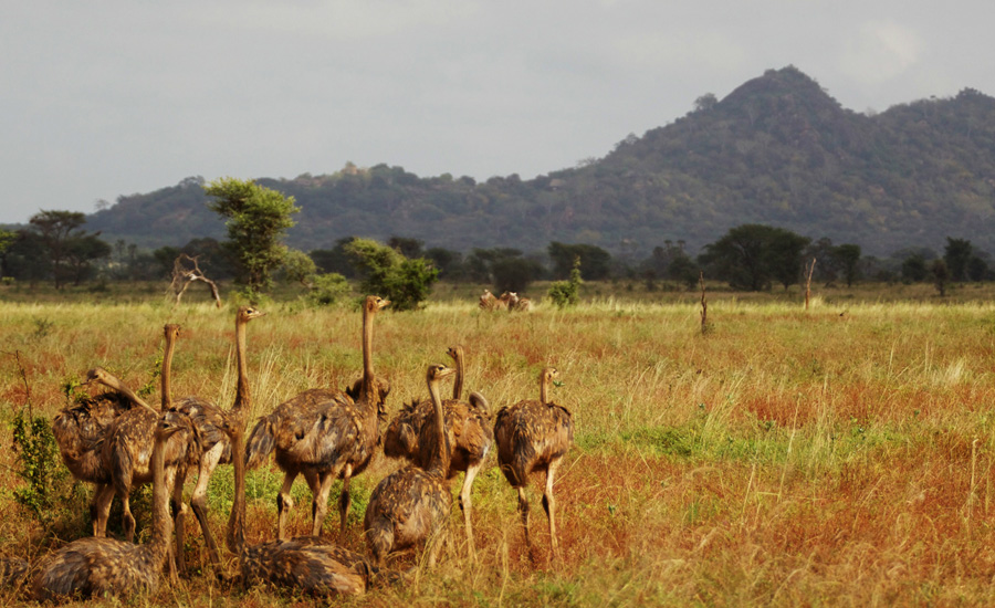 Meru National Park- Kenya