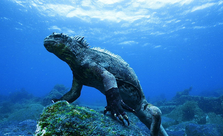 Mombasa Marine National Park