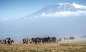 Mount Kenya National Park