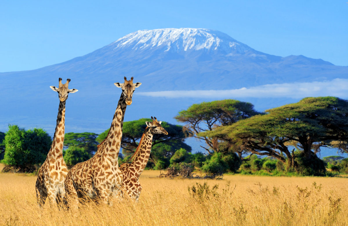 Mount Kenya National Park