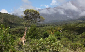 Mount Meru National Park (within Arusha NP)