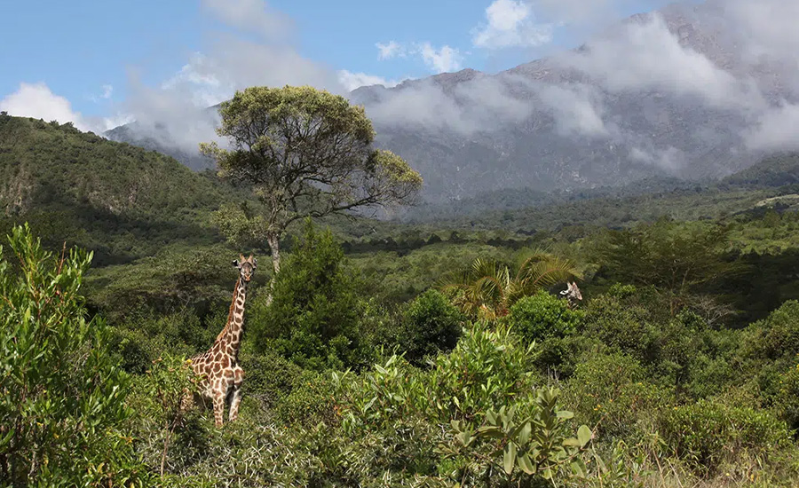 Mount Meru National Park (within Arusha NP)