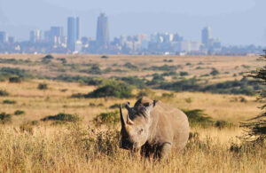 Nairobi National Park